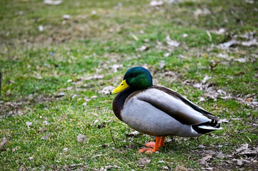 Mallard male duck