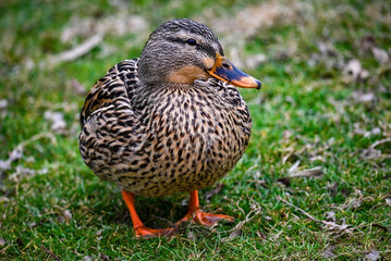 Mallard female duck