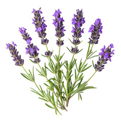 Naklejka premium Fresh Lavender Sprigs Isolated on White 
