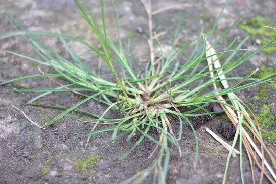 bone grass (Eleusine indica L) in the yard