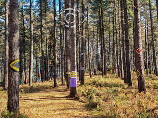 Arboles pintados en el bosque de Oma, en el Pais Vasco, españa