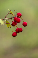 Wild red berries in the forest