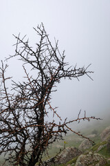 A young old oak growing wild in the bush between granite stones on a foggy day. Mountains of Extremadura. A true landscape