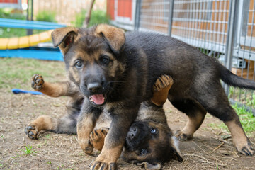 Beautiful and cute German Shepherd puppies playing in a garden on a sunny day in Skaraborg Sweden