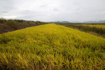 View of the rice field in autumn