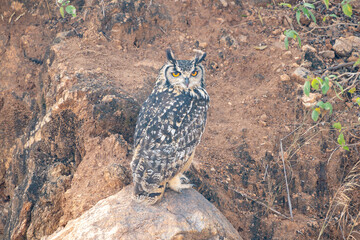 The Bengal eagle-owl (Bubo bengalensis), also widely known as the Indian eagle-owl or rock eagle-owl