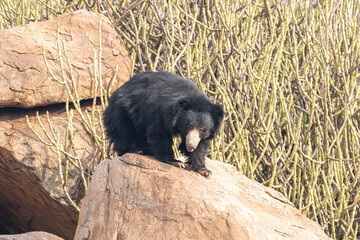 The sloth bear (Melursus ursinus), also known as the Indian bear.