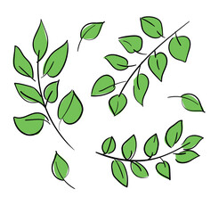 Hand drawn Green leaves, vector illustration