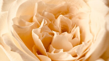 White rose close-up can use as background. Soft and dreamy