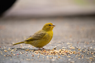 Sicalis flaveola. The true canary or land canary, not to be confused with the canary or domestic canary, belongs to the Thraupidae family and is a bird with an orange color on the forehead and face, a