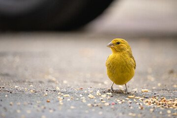 Sicalis flaveola. The true canary or land canary, not to be confused with the canary or domestic...