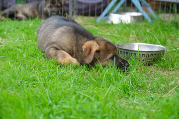 Obraz na płótnie Canvas Beautiful and cute German Shepherd puppies playing in a garden on a sunny day in Skaraborg Sweden