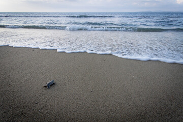 Tortue