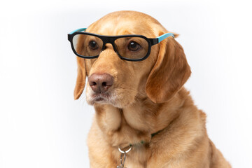 Close up horizontal portrait of retriever wearing movie glasses looking serious, shot on a white...
