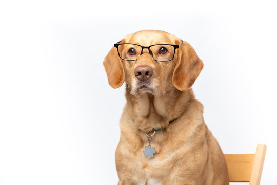 Close up horizontal studio portrait of retriever labrador wearing transparent glasses looking serious. shot on a white background.
