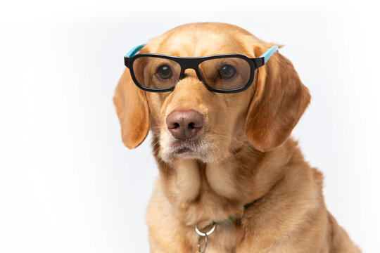Close up horizontal portrait of retriever wearing movie glasses looking serious, shot on a white background.