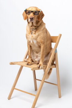 Vertical portrait of labrador retriever wearing cinematic movie glasses and sitting on a wooden chair over white background.