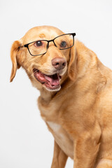 Close up vertical studio portrait of smiling retriever labrador wearing transparent glasses looking  funny, shot on a white background.