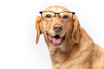 Close up horizontal studio portrait of smiling retriever labrador wearing transparent glasses...