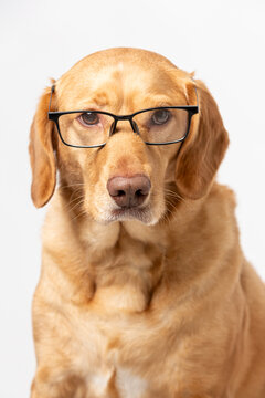 Close up vertical studio portrait of serious retriever labrador wearing transparent glasses looking  funny, shot on a white background.