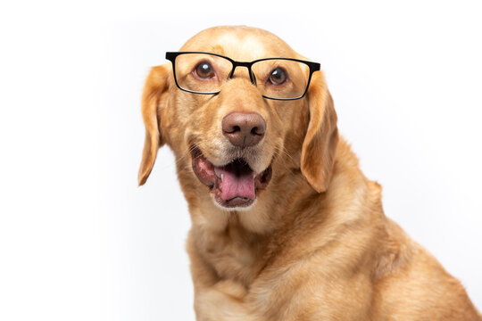 Close up horizontal studio portrait of smiling retriever labrador wearing transparent glasses looking  funny, shot on a white background.