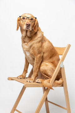 Vertical portrait of labrador retriever wearing transparent glasses and sitting on a wooden chair over white background.