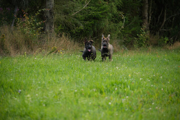 Obraz na płótnie Canvas Beautiful and cute German Shepherd puppies playing in a garden on a sunny day in Skaraborg Sweden