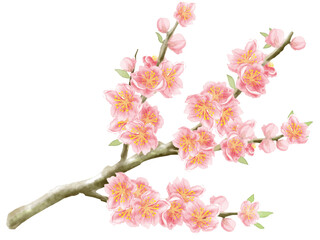 桃の花（枝木）