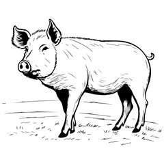 wild boar vector illustration