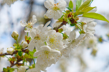 Cherry blossoms in full bloom, showcasing their white petals and yellow centers.