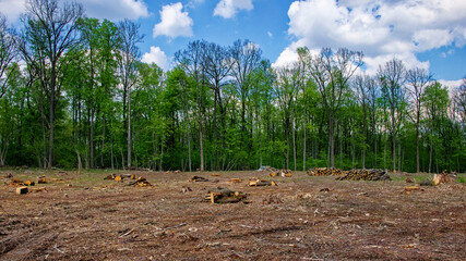 A cleared land with tree stumps and logs, surrounded by a forest under a partly cloudy sky.
