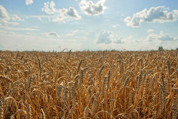 A vast field of ripe wheat sways in the breeze.