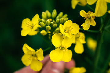 Rapeseed flower in a field at springtime, colza, brassica napus