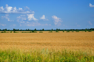 Fototapeta premium Expansive view of a ripe wheat field, green grass in the foreground and a clear sky with few clouds above.
