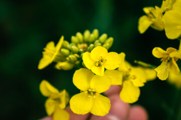 Rapeseed flower in a field at springtime, colza, brassica napus
