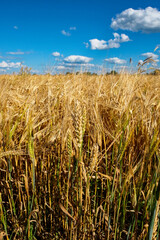 The image captures a dense field of mature, golden wheat under a clear sky with few clouds.