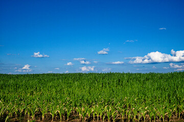 A field of green corn plants under a blue sky.