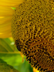The image captures a bee, approaching the rich, pollen-covered center of a bright sunflower.