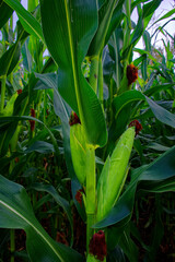 Young corn ears with silk tassels in a dense field.