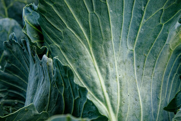The image shows a close-up of green cabbage leaves with visible veins and textures.