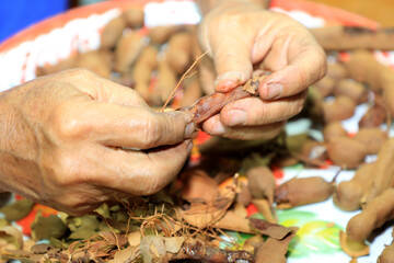 A close-up of an elderly Asian man preparing soggy tamarind by cracking ripe, sour tamarind shells on a wooden table at home.