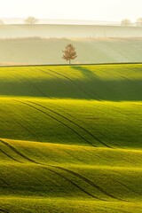 Spring agricultural landscape of South Moravia. Tree, cherry tree in the middle of the landscape. Sunset. 