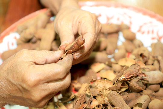 A close-up of an elderly Asian man preparing soggy tamarind by cracking ripe, sour tamarind shells on a wooden table at home.