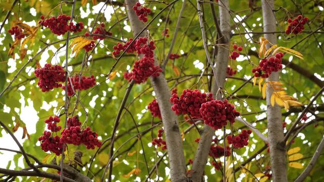 Fruit and leaves of Pyracantha Coccinea, the Scarlet Firethorn is the European species of firethorn, an edible fruits for jams