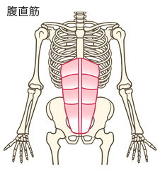 腹直筋