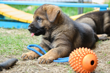 Beautiful and cute German Shepherd puppies playing in a garden on a sunny day in Skaraborg Sweden