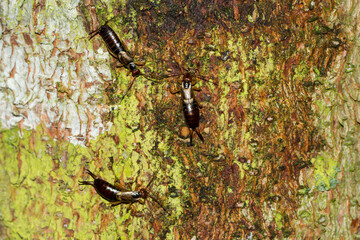 Der Gemeine Ohrwurm (Forficula auricularia)	