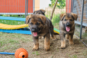 Beautiful and cute German Shepherd puppies playing in a garden on a sunny day in Skaraborg Sweden