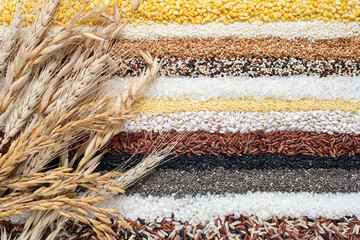 Dry barley,wheat,and rice ear on various organic cereal and grain seed stripe background. For...