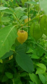 fresh golden berry fruit on tree . Known as goose cape berry, ciplukan, ceplukan, inca, morel, poha berry, peruvian groundcherry, husk cherry.